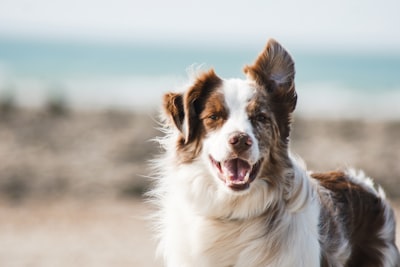 pet-dog-img1