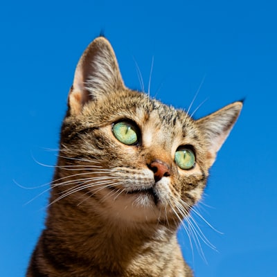 cat-image