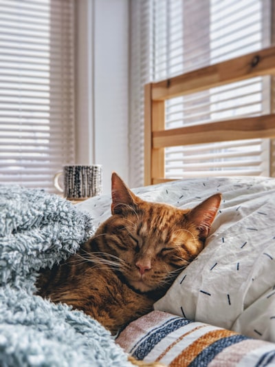 cat-image-2